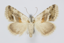 Eublemma minutata
