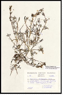 Batrachium trichophyllum (Chaix) Bosch