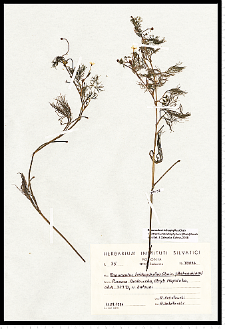 Batrachium trichophyllum (Chaix) Bosch