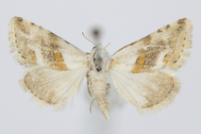 Eublemma minutata