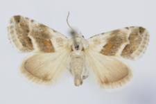 Eublemma minutata