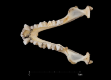 Eptesicus serotinus