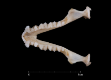 Eptesicus serotinus