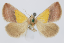 Eublemma pannonica