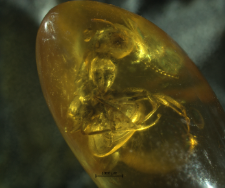 Formicidae