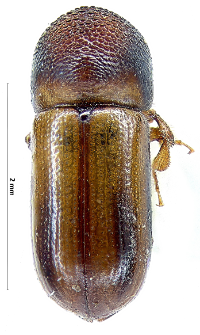 Trypodendron lineatum (G.-A. Olivier, 1795)