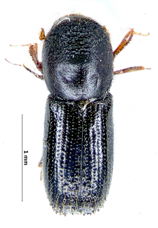 Xyleborinus attenuatus (Blandford, 1894)