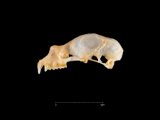 Rhinolophus euryale