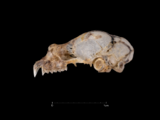 Rhinolophus euryale