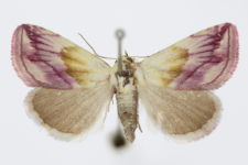 Eublemma purpurina