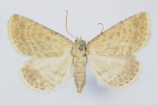Rhypalga lacernaria