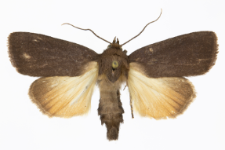 Amphipyra livida