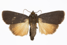 Amphipyra livida