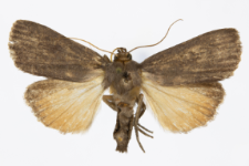 Amphipyra livida