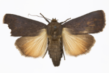 Amphipyra livida