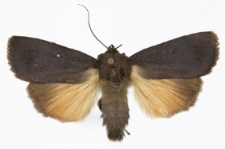 Amphipyra livida