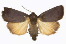 Amphipyra livida