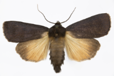 Amphipyra livida