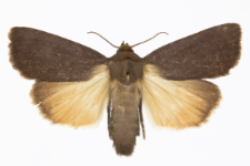 Amphipyra livida
