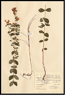 Hypericum perforatum L.