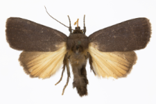 Amphipyra livida