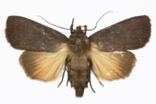 Amphipyra livida