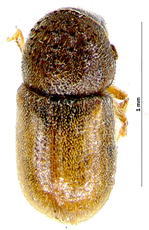 Cryphalus piceae (J.T.C. Ratzeburg, 1837)