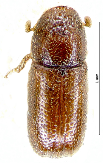 Pityophthorus exculptus (J.T.C. Ratzeburg, 1837)