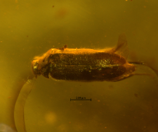 Scraptiidae (Scraptiinae)