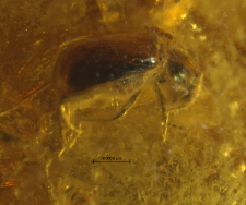 Melyridae (Malachiinae)