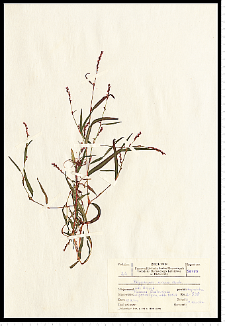 Polygonum minus Huds.