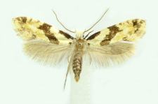 Nemapogon clematella (Fabricius, 1781)