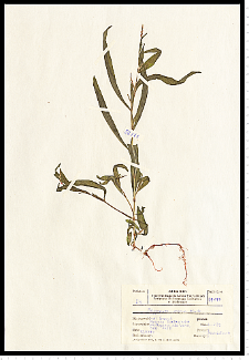 Polygonum minus Huds.