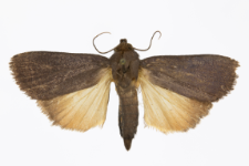 Amphipyra livida