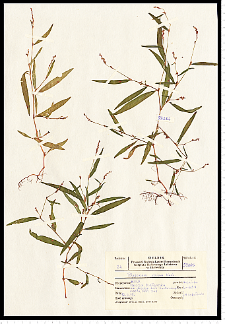 Hypericum perforatum L.