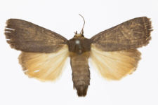 Amphipyra livida