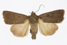 Amphipyra tragopoginis