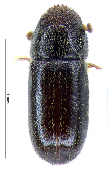 Pityophthorus carniolicus Wichmann, 1910