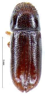Pityophthorus micrographus (Linnaeus, 1758)