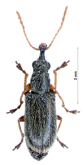 Cimberis attelaboides (Fabricius, 1787)