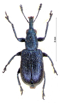 Temnocerus tomentosus (L. Gyllenhal, 1839)