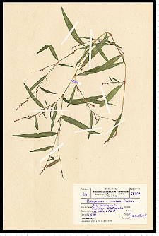 Polygonum minus Huds.