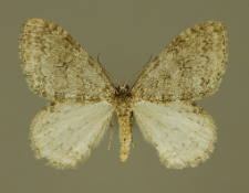 Operophtera brumata (Linnaeus, 1758)