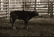 [Małoobrazkowe zdjęcia dokumentacyjne mieszańc&oacute;w(11)]