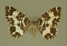 Rheumaptera hastata (Linnaeus, 1758)