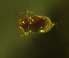 Scydmaenidae