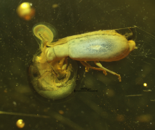 Mycteridae (Lacconotinae)