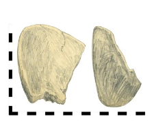 czerpak, drewniany, fargment