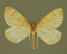 Eulithis testata (Linnaeus, 1761)