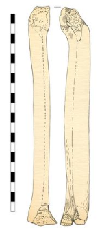 skate, bone, fragment